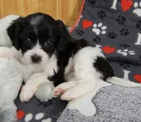 Summer, a female Cavachon for sale in Doon, IA – 1 of 7