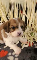 CEDER, a male Cavalier King Charles Spaniel and Cavachon for sale in Doon, IA – 2 of 6