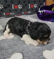 Willow,   availablie November 27., a female Cavalier King Charles Spaniel and Cavachon for sale in Doon, IA – 3 of 4