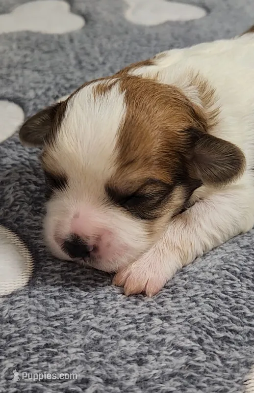 Wall-E  avail, Oct. 20th – Cavalier King Charles Spaniel, Cavachon puppy for sale in Doon, IA