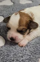 Wall-E  avail, Oct. 20th, a male Cavachon for sale in Doon, IA – 6 of 6