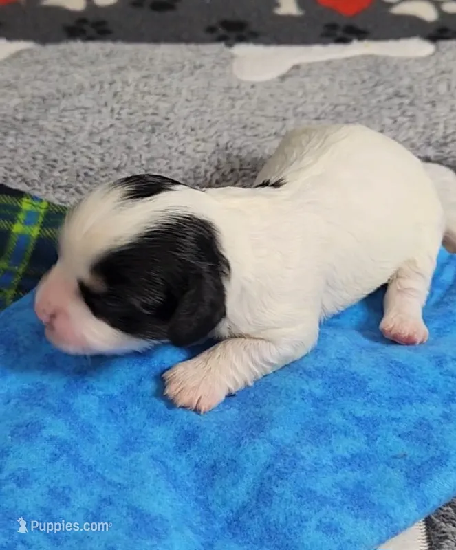 TEDDY avail, Oct 20th – Cavachon puppy for sale in Doon, IA