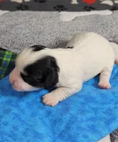 TEDDY avail, Oct 20th, a male Cavachon for sale in Doon, IA – 1 of 5