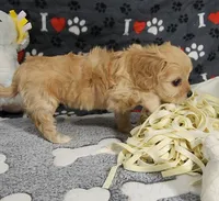 Ginger, a female Cavachon for sale in Doon, IA – 5 of 6