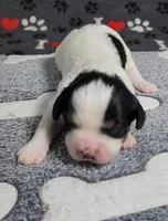 ELI avail, Oct 20, a male Cavachon for sale in Doon, IA – 5 of 6
