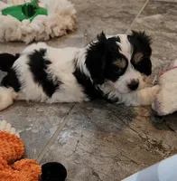 BEAN, a male Cavalier King Charles Spaniel and Cavachon for sale in Doon, IA – 1 of 8