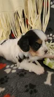 Dodger, a male Cavalier King Charles Spaniel and Cavachon for sale in Doon, IA – 3 of 6