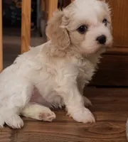 Cali, a female Cavalier King Charles Spaniel and Cavachon for sale in Doon, IA – 4 of 5