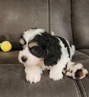 CANDY, a female Cavalier King Charles Spaniel and Cavachon for sale in Doon, IA – 6 of 7