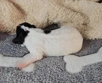 Chloe, a female Cavachon for sale in Doon, IA – Photo 3 of 5