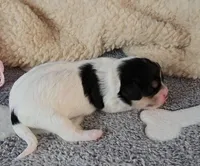 Chloe, a female Cavachon for sale in Doon, IA – Photo 2 of 5