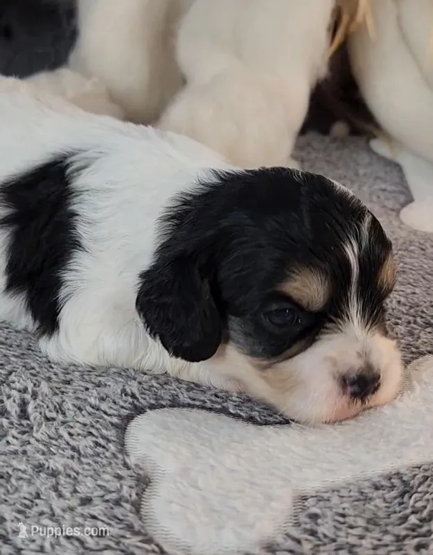 Chloe – Cavachon puppy for sale in Doon, IA