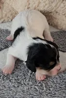 Chloe, a female Cavachon for sale in Doon, IA – Photo 4 of 5