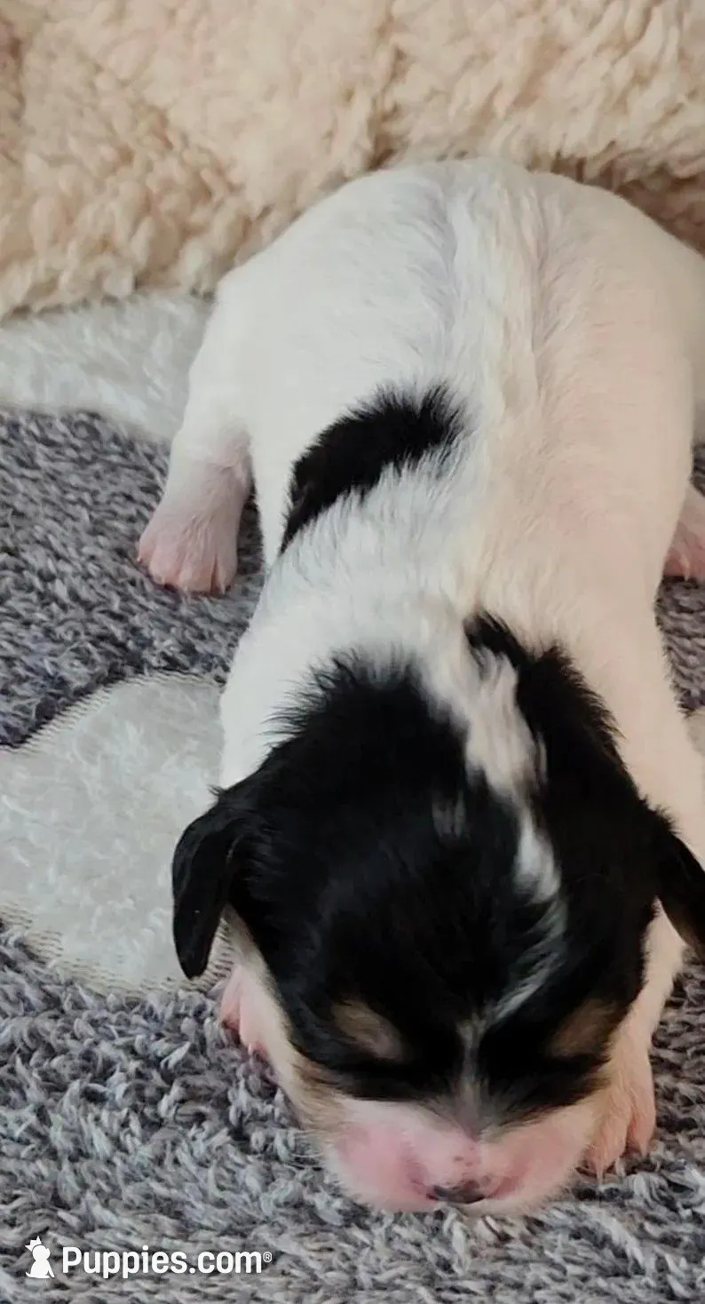 Chloe, a female Cavachon for sale in Doon, IA – Photo 5 of 5