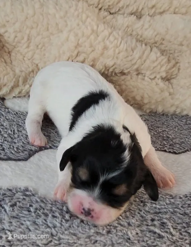 Chloe – Cavachon puppy for sale in Doon, IA