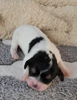 Chloe, a female Cavachon for sale in Doon, IA – Photo 1 of 5
