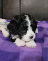 RYLDER, a male Cavalier King Charles Spaniel and Cavachon for sale in Doon, IA – 3 of 7