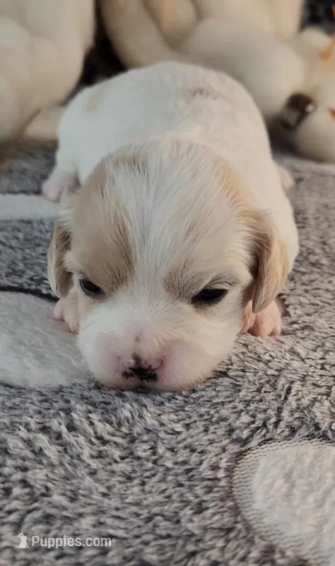 Shana – Cavachon puppy for sale in Doon, IA
