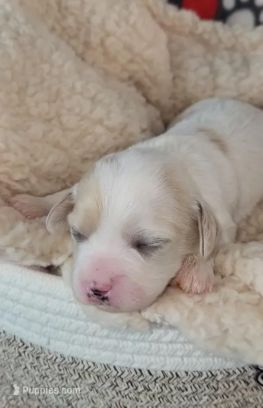 Shana – Cavachon puppy for sale in Doon, IA