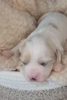 Shana, a female Cavachon for sale in Doon, IA – Photo 5 of 5