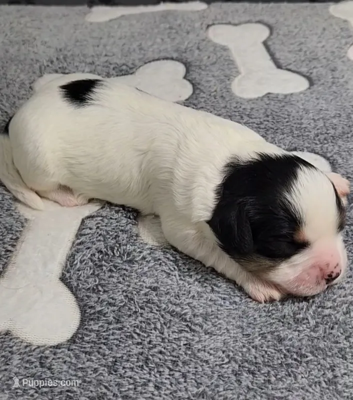 ELI avail, Oct 20 – Cavachon puppy for sale in Doon, IA