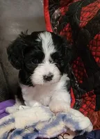 My Cookie, a female Cavalier King Charles Spaniel and Cavachon for sale in Doon, IA – 2 of 5