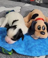 TEDDY avail, Oct 20th, a male Cavachon for sale in Doon, IA – 3 of 5