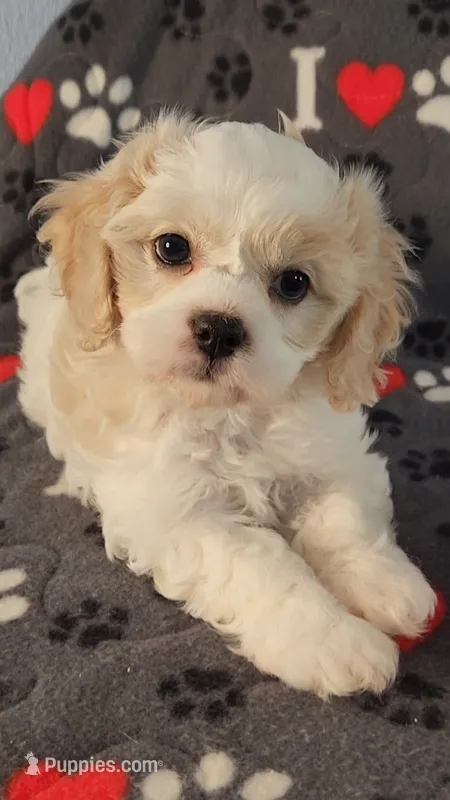 Cali – Cavalier King Charles Spaniel, Cavachon puppy for sale in Doon, IA