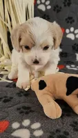 Shana, a female Cavalier King Charles Spaniel and Cavachon for sale in Doon, IA – 5 of 5