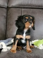 Sir Edward , a male Cavalier King Charles Spaniel for sale in Doon, IA – 2 of 5