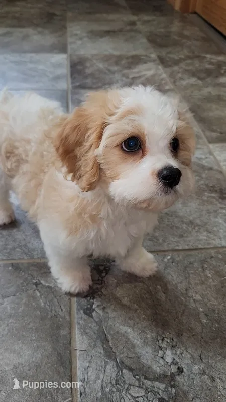 Norman – Cavalier King Charles Spaniel, Cavachon puppy for sale in Doon, IA