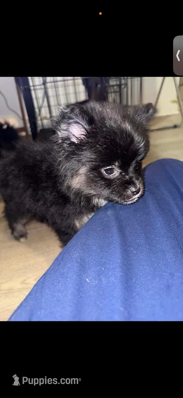Brick  – Pomsky puppy for sale in Chicago, IL
