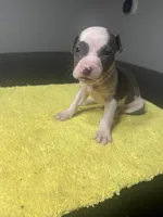 None, a male American Staffordshire Terrier for sale in Port St. Lucie, FL – Photo 5 of 5