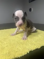 None, a male American Staffordshire Terrier for sale in Port St. Lucie, FL – Photo 2 of 5