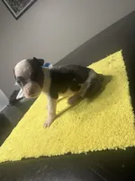 None, a male American Staffordshire Terrier for sale in Port St. Lucie, FL – Photo 4 of 5