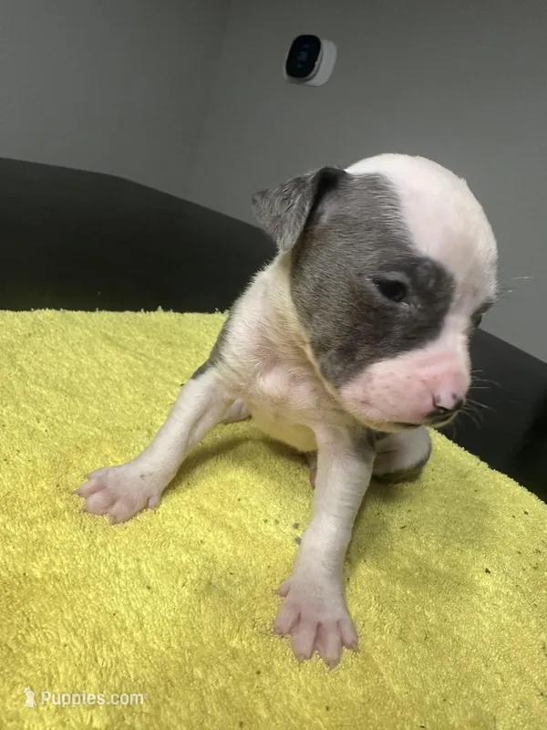 None – American Staffordshire Terrier puppy for sale in Port St. Lucie, FL