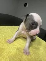 None, a male American Staffordshire Terrier for sale in Port St. Lucie, FL – Photo 1 of 5