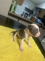 None, a male American Staffordshire Terrier for sale in Port St. Lucie, FL – Photo 3 of 5