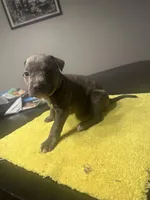 None, a female American Staffordshire Terrier for sale in Port St. Lucie, FL – Photo 4 of 4