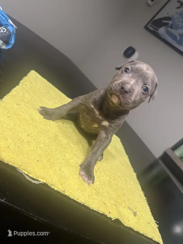 None – American Staffordshire Terrier puppy for sale in Port St. Lucie, FL