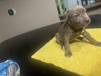 None, a female American Staffordshire Terrier for sale in Port St. Lucie, FL – Photo 3 of 4