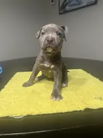 None, a female American Staffordshire Terrier for sale in Port St. Lucie, FL – Photo 2 of 4