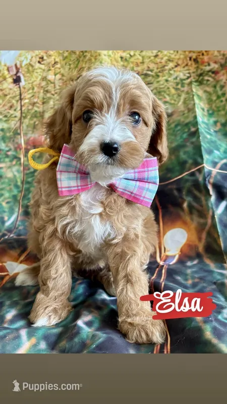 Elsa – Cavapoo puppy for sale in Wheeling, IL