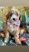 Elsa, a female Cavapoo for sale in Wheeling, IL – 1 of 2