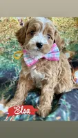 Elsa, a female Cavapoo for sale in Wheeling, IL – 2 of 2