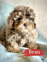 Beau, a male Poodle - Toy  for sale in Wheeling, IL – 2 of 3