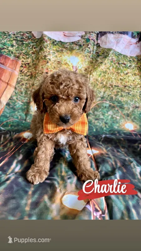 Charlie – Cavapoo puppy for sale in Wheeling, IL