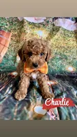 Charlie, a male Cavapoo for sale in Wheeling, IL – 1 of 2