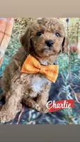 Charlie, a male Cavapoo for sale in Wheeling, IL – 2 of 2