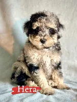 Hera, a female Poodle - Miniature  for sale in Wheeling, IL – 3 of 3